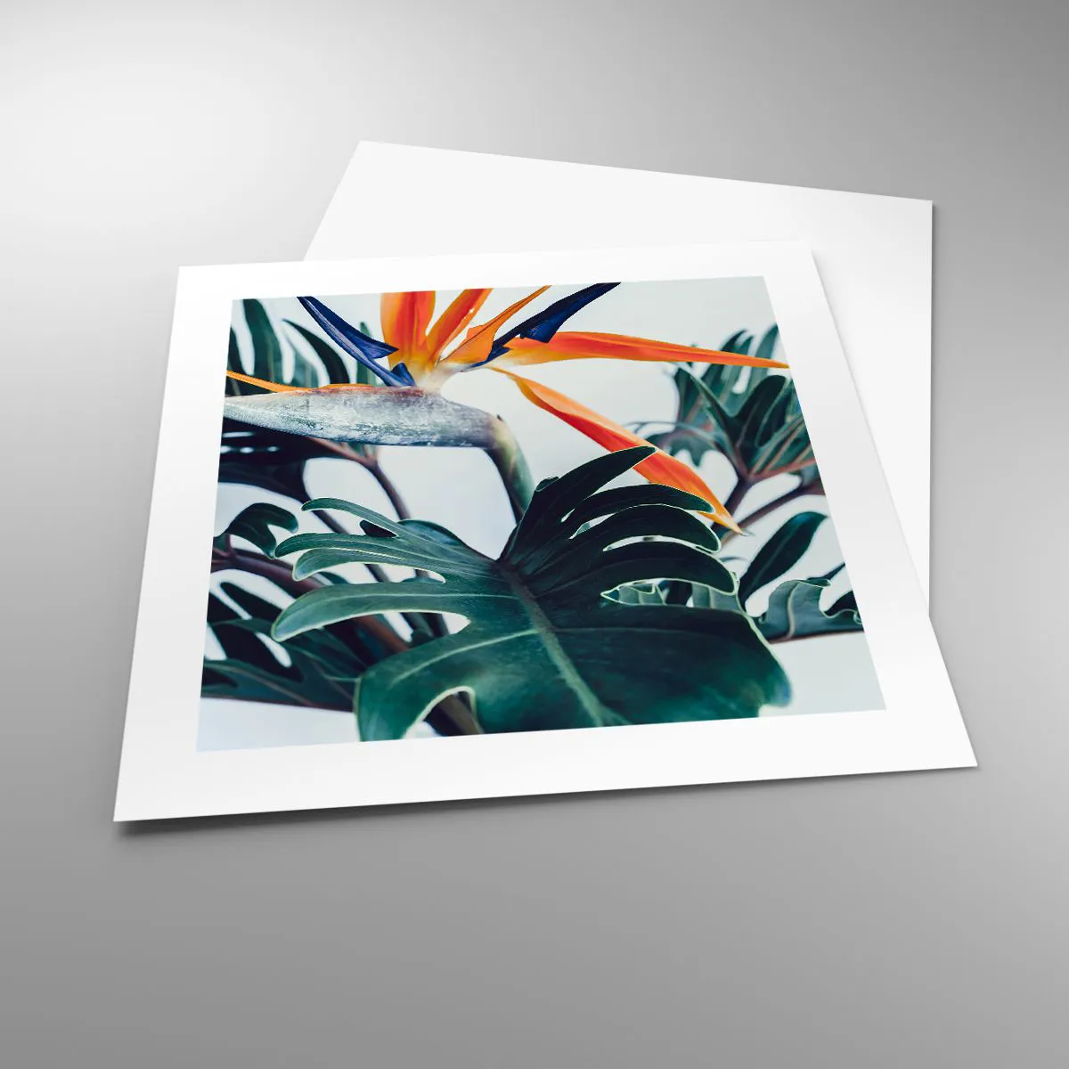 Plakat - Fuglebur - 40x40 cm