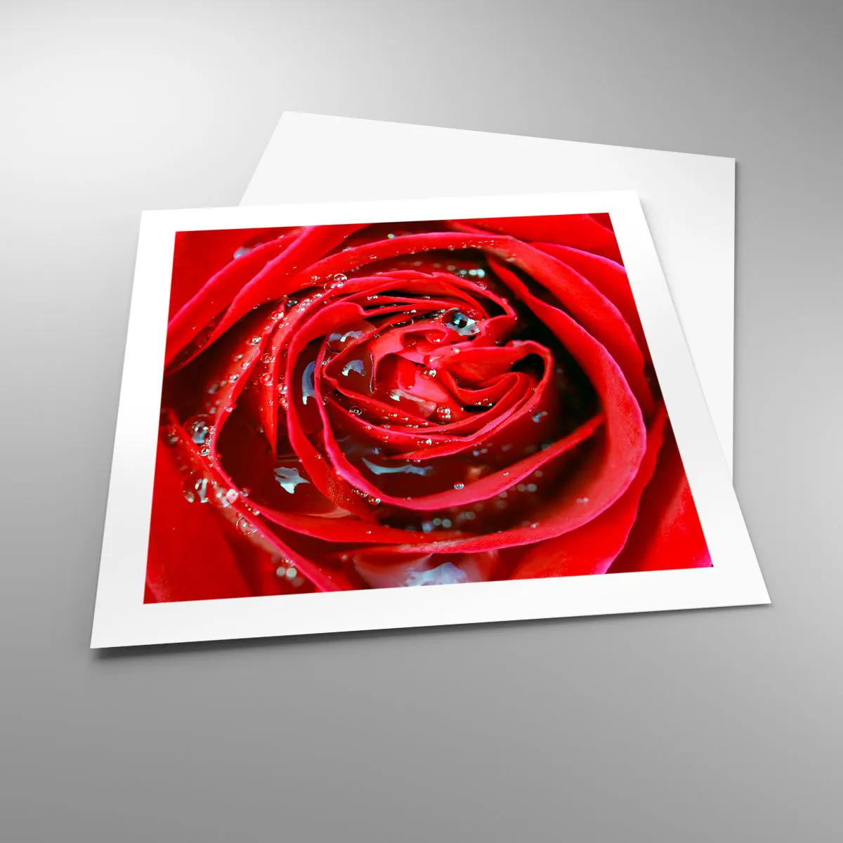 Plagát - V kvapkách rosy - 50x50 cm