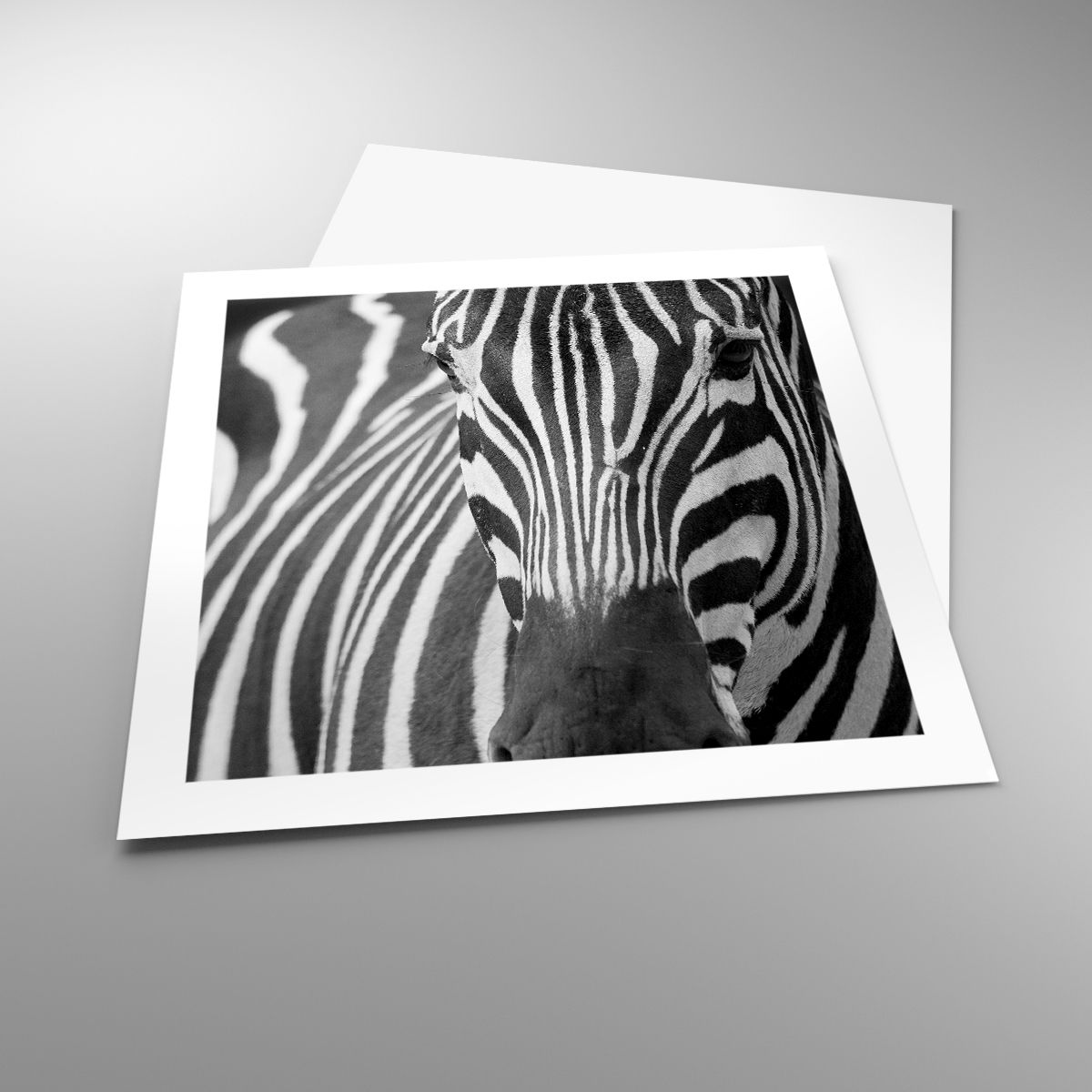 Affiche Animaux, Affiche Côtes, Affiche Noir Et Blanc, Affiche Afrique, Affiche Safari