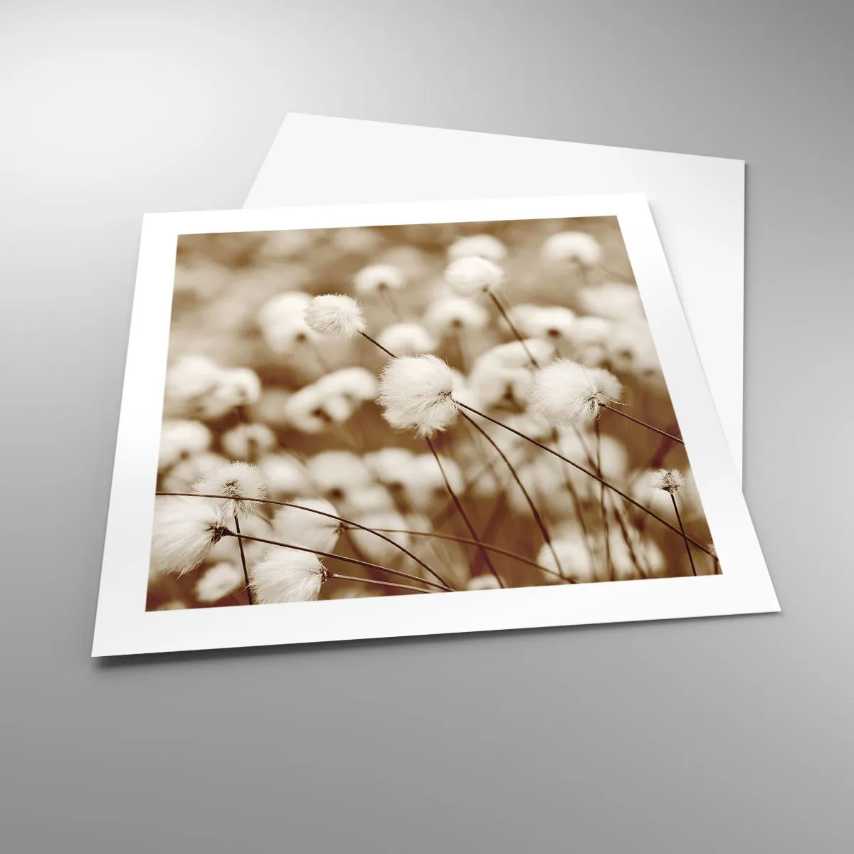 Plakat - Puszysty łan - 50x50 cm