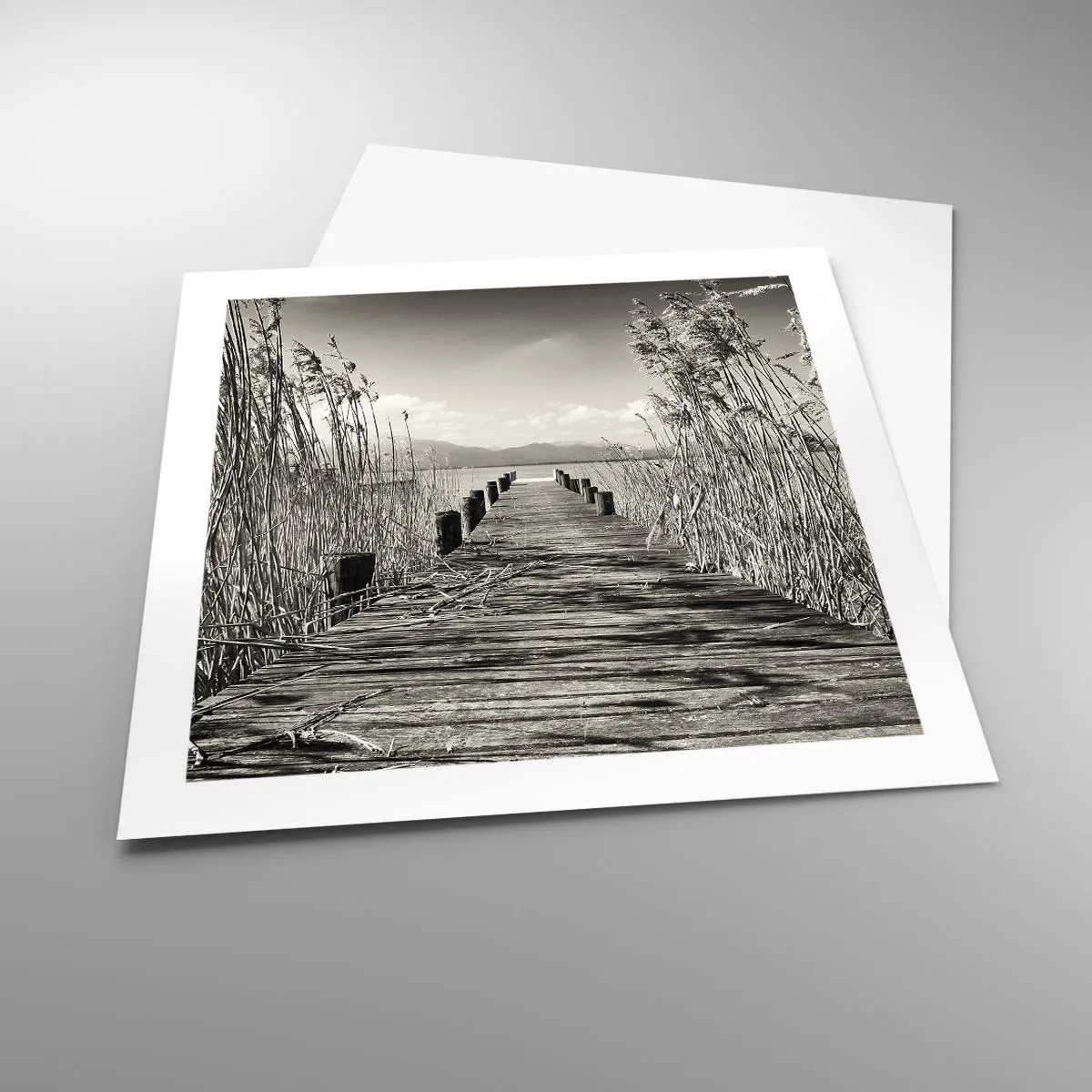 Affiche - Poster - Dans le calme de l'herbe - 50x50 cm