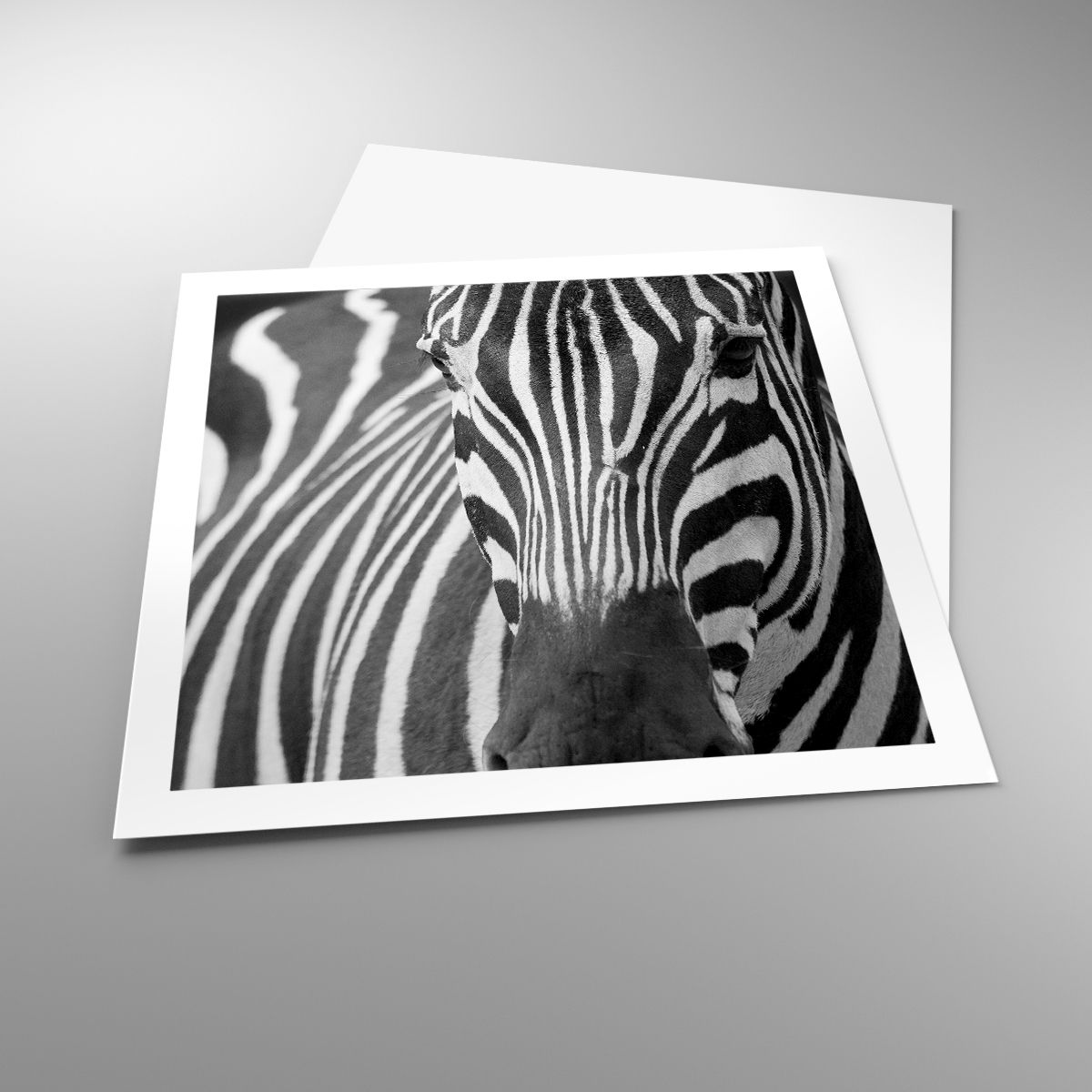 Poster Tiere, Poster Rippen, Poster Schwarz Und Weiß, Poster Afrika, Poster Safari