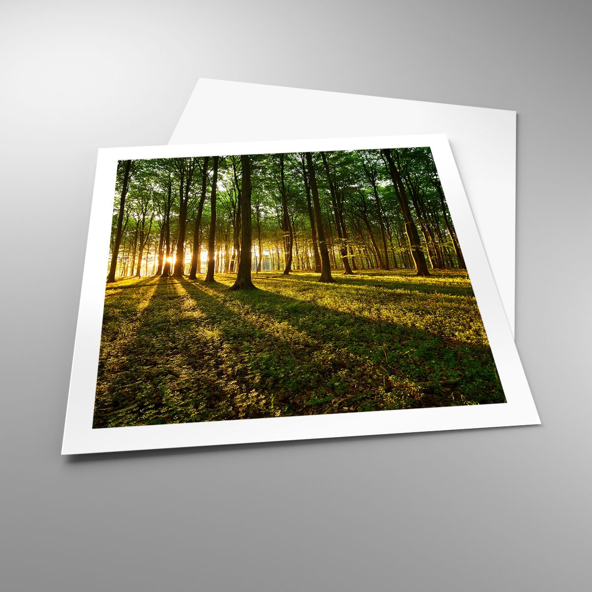 Poster Landschaft, Poster Wald, Poster Natur, Poster Bäume, Poster Sonnenstrahlen