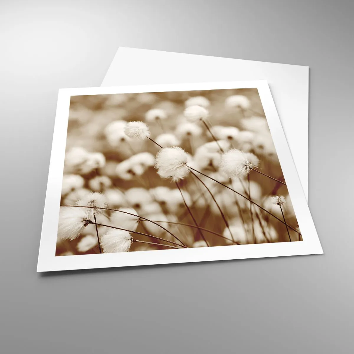 Plakat - Puszysty łan - 60x60 cm