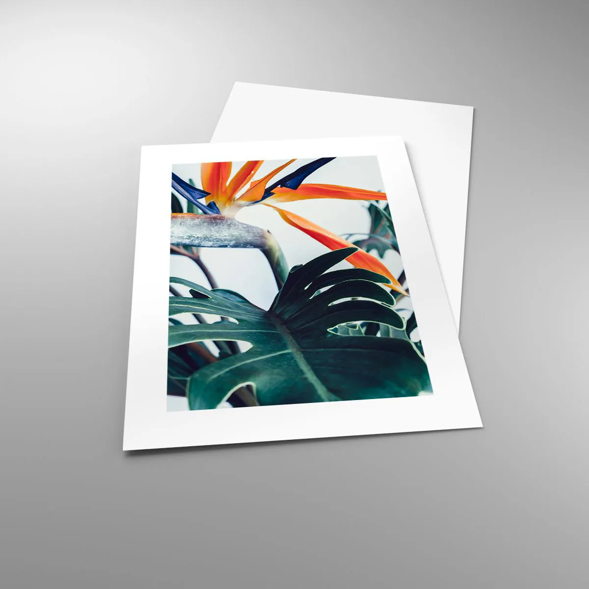 Plakát - Ptákeř - 30x40 cm