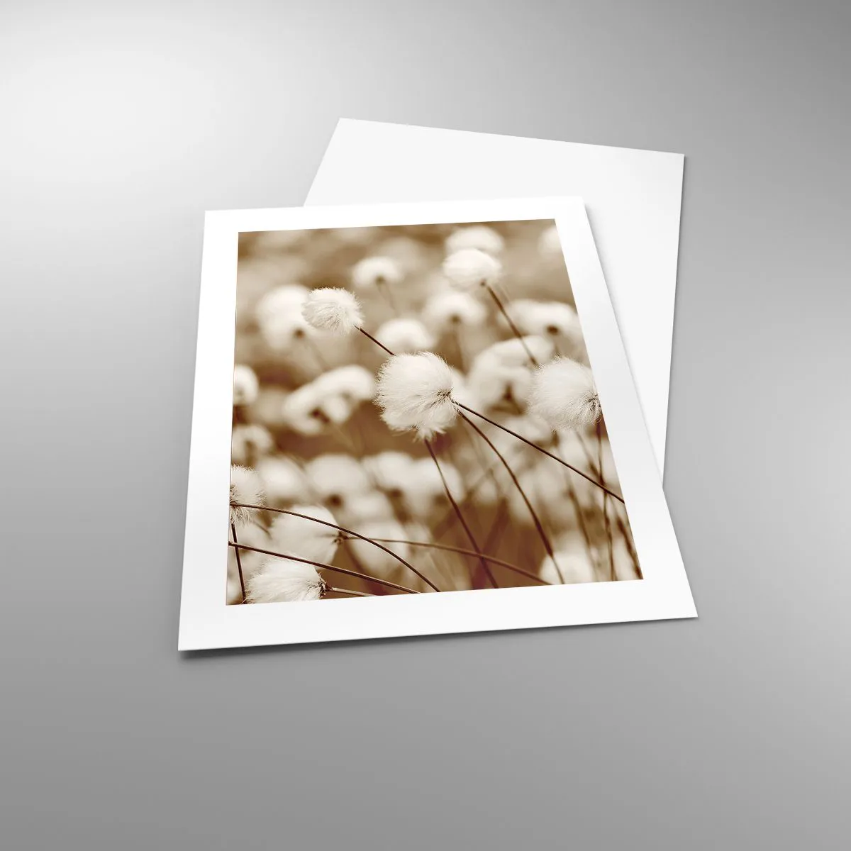 Poster - Flauschiges Kornfeld - 40x50 cm