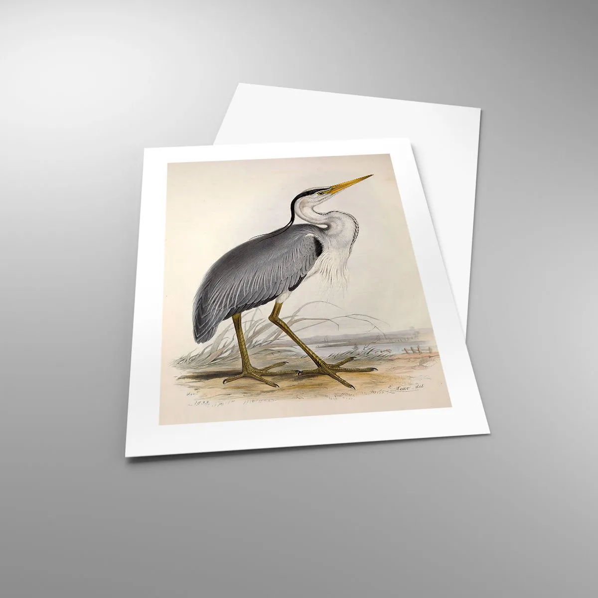 Poster - Farmecul unui stârc - 40x50 cm