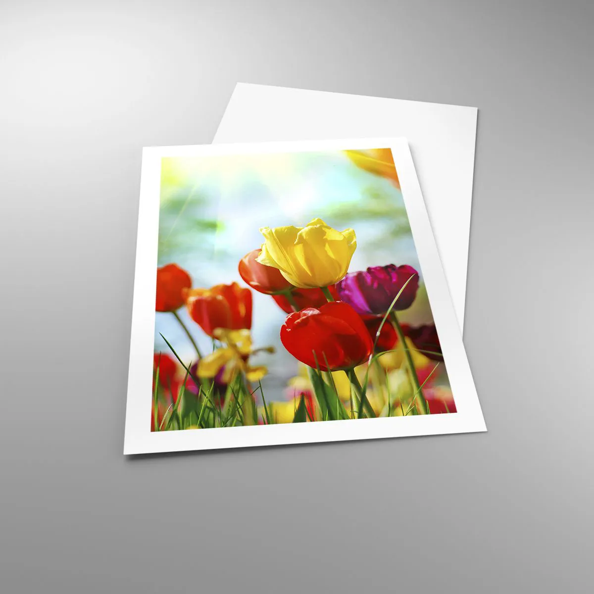 Plakat - Kolorowe tulipany w promieniach słońca - 50x70cm - Wszystkie barwy słońca - Nowoczesna dekoracja ścienna do salonu, kuchni i sypialni ARTTOR
