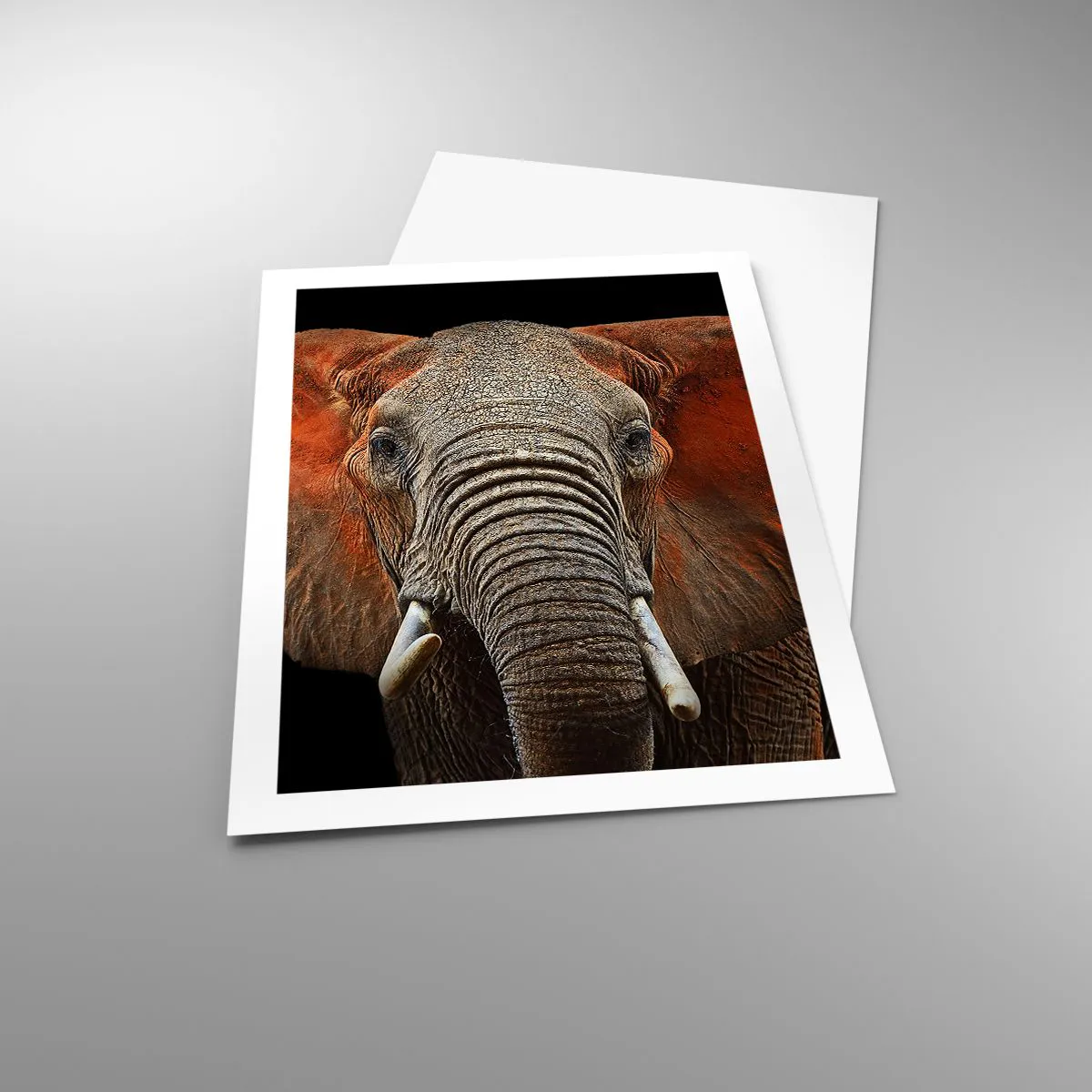 Póster - Retrato de un majestuoso elefante sobre un fondo negro - 50x70cm - Soy salvaje, ¿y tú? - Decoración de pared moderna para salón y dormitorio ARTTOR