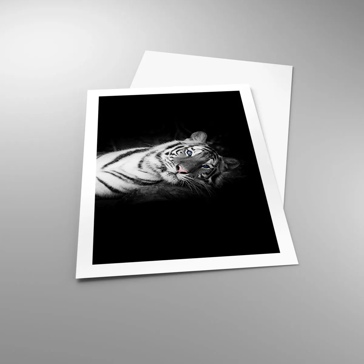Póster - Un tigre blanco en una toma contrastante sobre un fondo negro. - 50x70cm - Salvaje y tranquilo - Decoración de pared moderna para salón y dormitorio ARTTOR