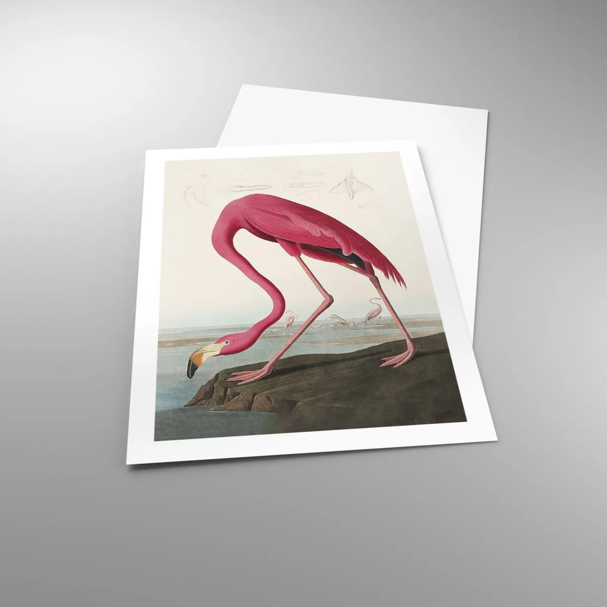 Poster - Curious Creature - 50x70 cm