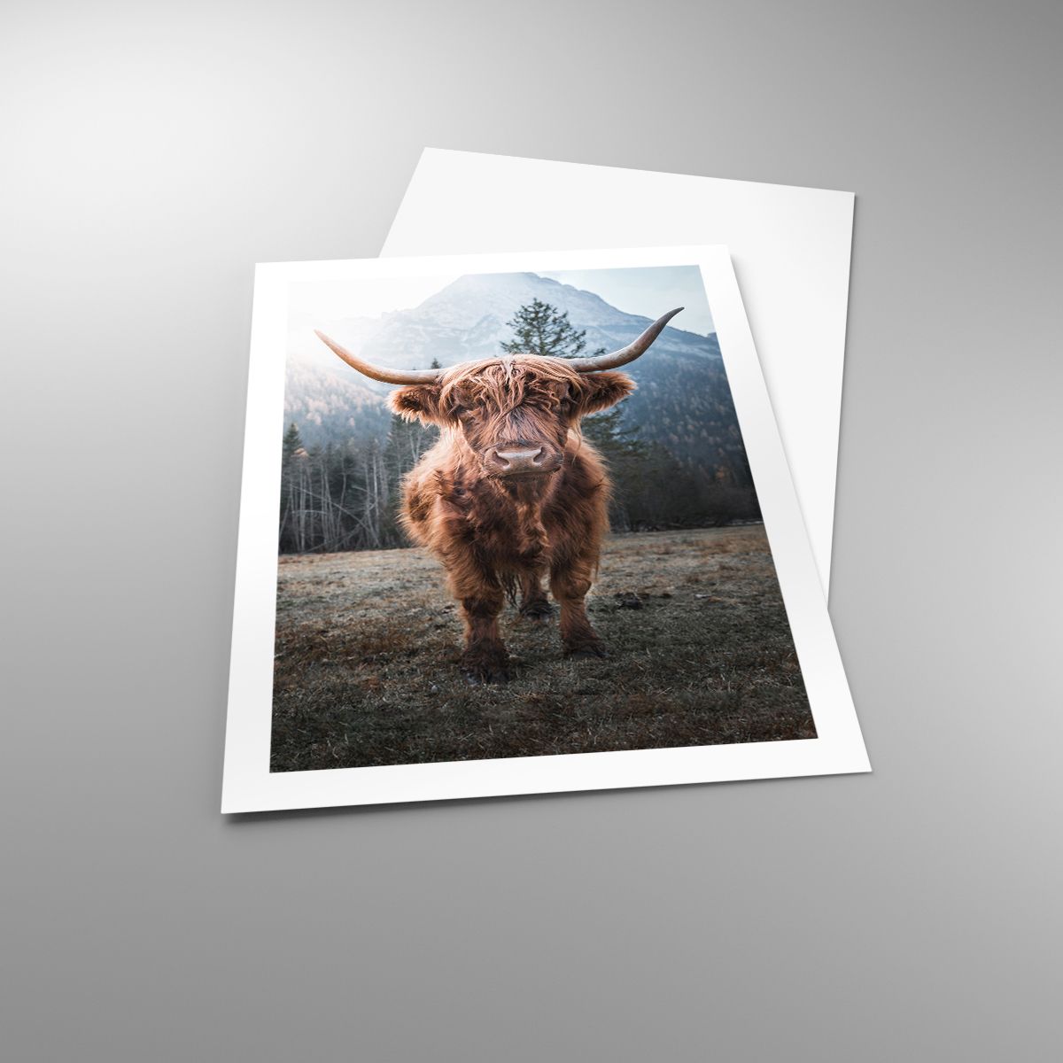 Poster Berge, Poster Schottische Kuh, Poster Weide, Poster Tiere, Poster Landschaft