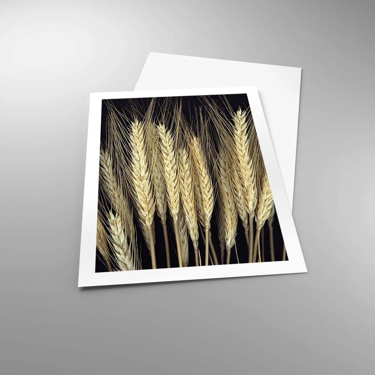 Poster - Nahaufnahme von Weizenähren vor schwarzem Hintergrund - 50x70cm - Rustikale Magie - Moderne Wanddekoration für Wohnzimmer und Schlafzimmer ARTTOR