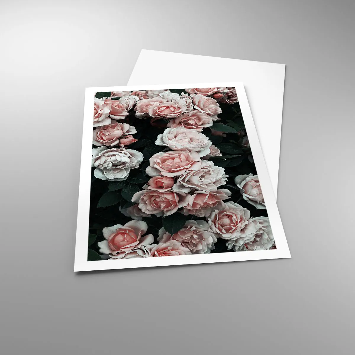 Plagát - Ružový ansámbl - 61x91 cm