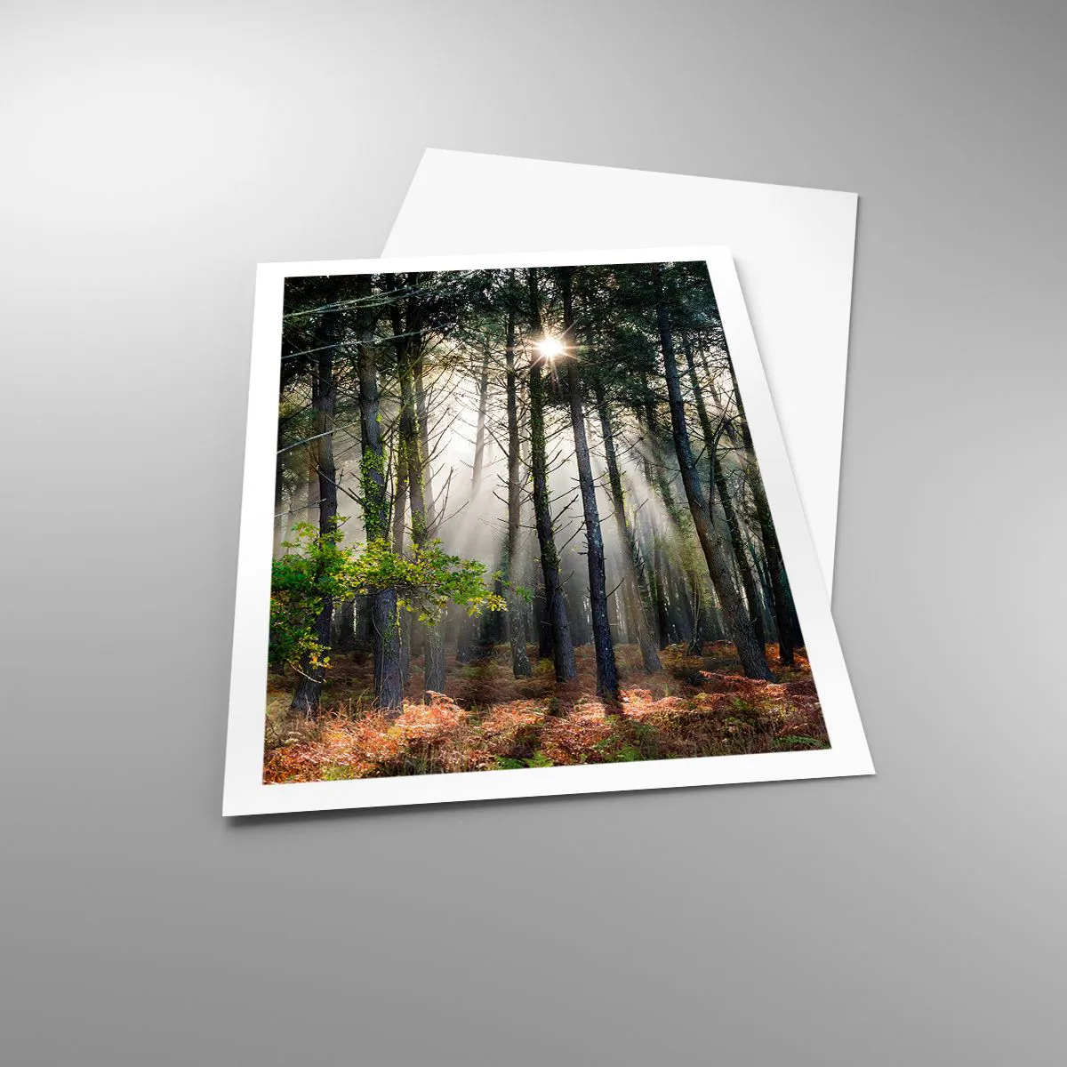 Poster - Woodland Area - 61x91 cm
