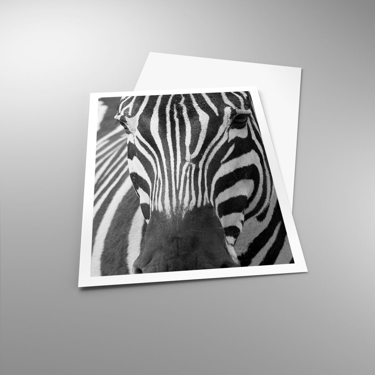 Affiche Animaux, Affiche Côtes, Affiche Noir Et Blanc, Affiche Afrique, Affiche Safari