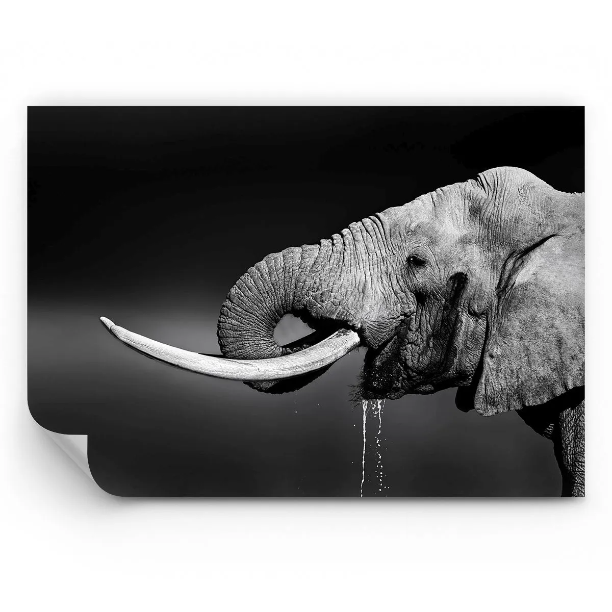 Papier Peint Photo Premium Sand - Photographie en noir et blanc d'un éléphant - 100x70cm - Oui, c'est bon maintenant - Décoration murale moderne pour le salon et la chambre ARTTOR