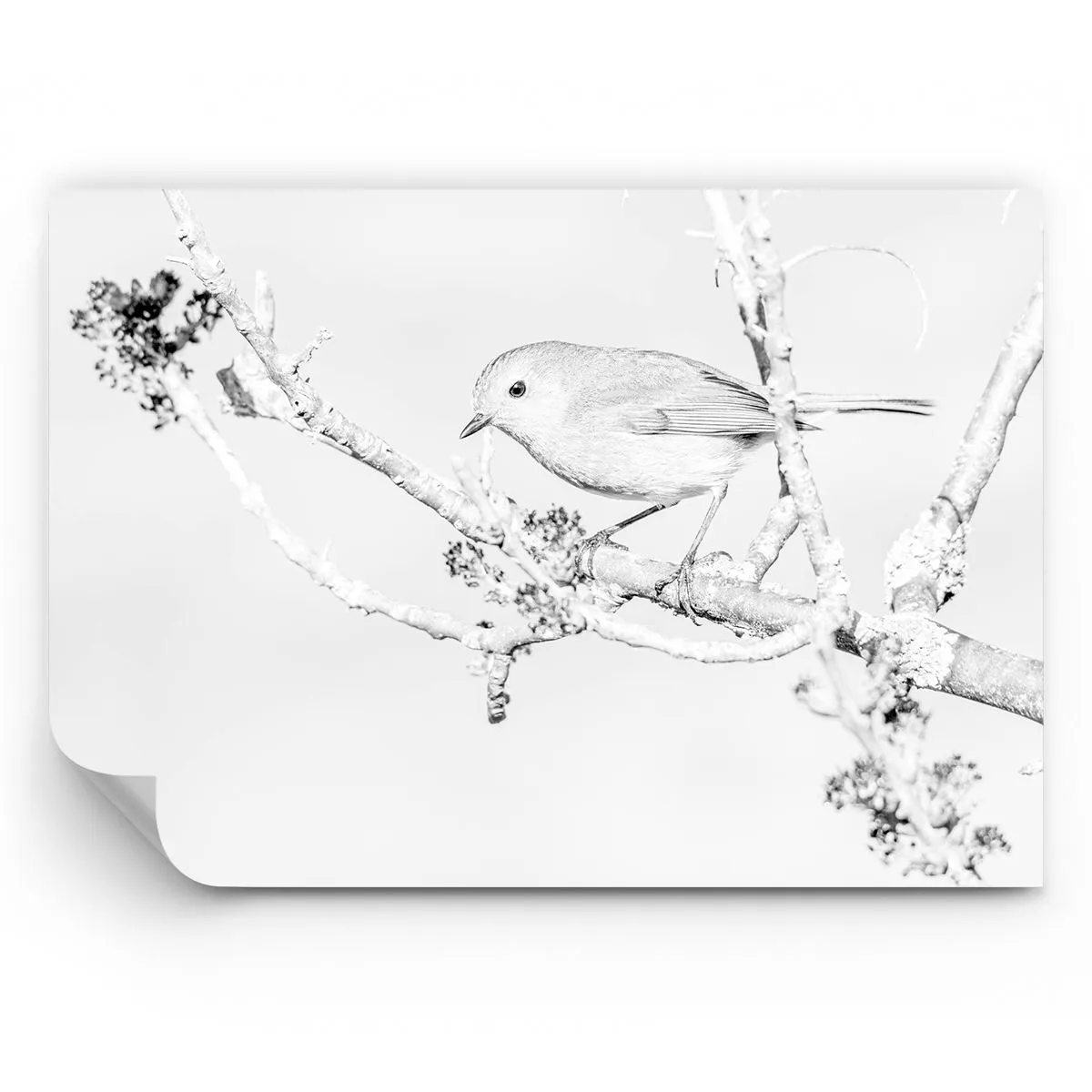 Photo Wallpaper Premium Sand - Winter Morning - Bright, Bird, Nature - 100x70 cm