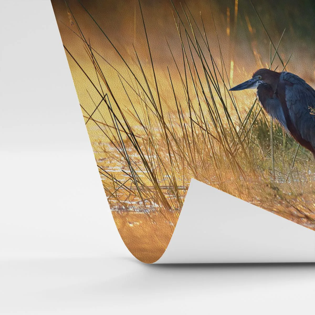 Custom Wallpaper Premium Sand - Stop Taking Pictures - Heron, Bird, Nature