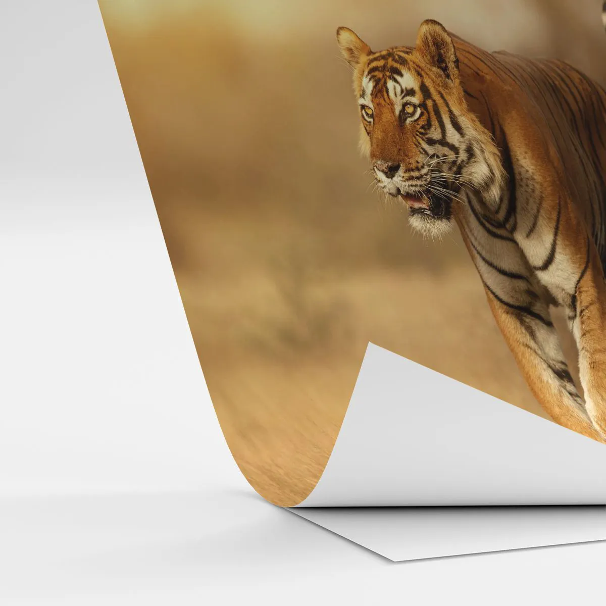 Fototapeta Samoprzylepna Deluxe Sticker - Przed atakiem - Zwierzęta, Tygrys, Afryka - 100x70 cm