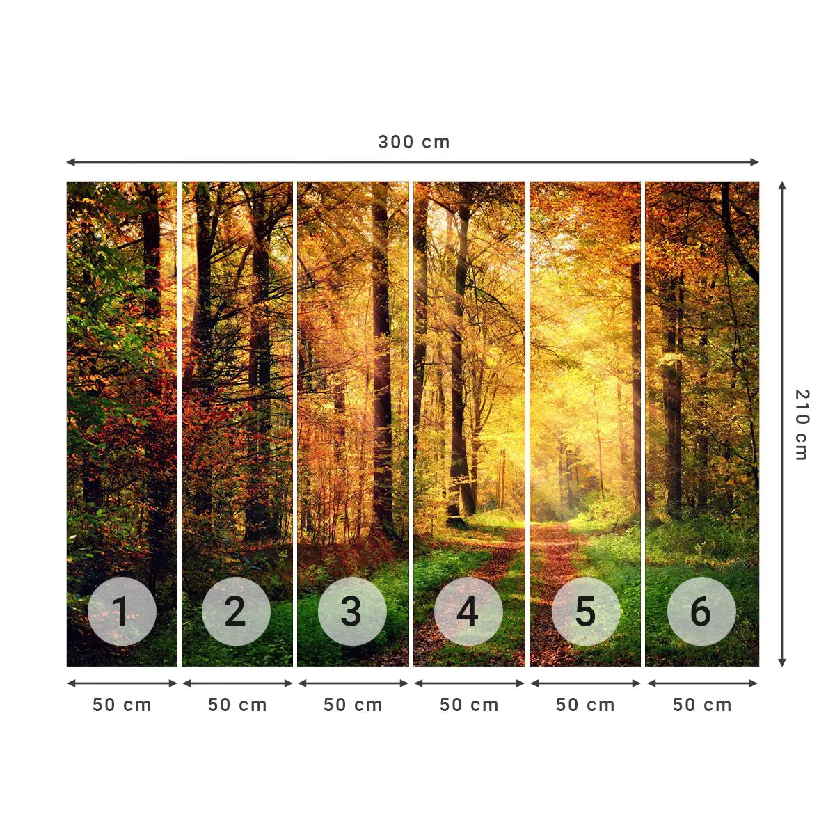 Papier Peint Photo Standard Eco - Silence d'or en forêt - Paysage, Forêt, Route forestière - 300x210 cm