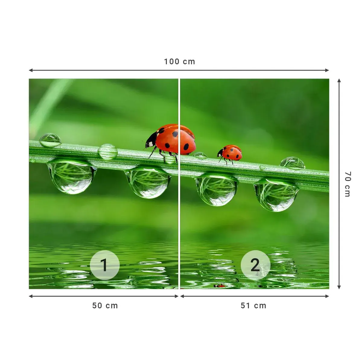 Fototapeta Samolepicí Deluxe Sticker - Na cestách celé léto - Slunéčko sedmitečné, Kapka vody, Příroda - 100x70 cm