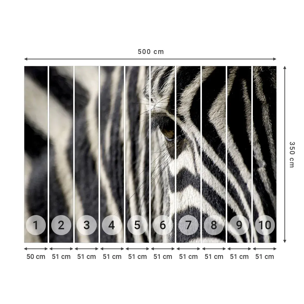 Selbstklebende Fototapete Deluxe Sticker - Gestreiftes Porträt - Tiere, Rippen, Afrika - 500x350 cm
