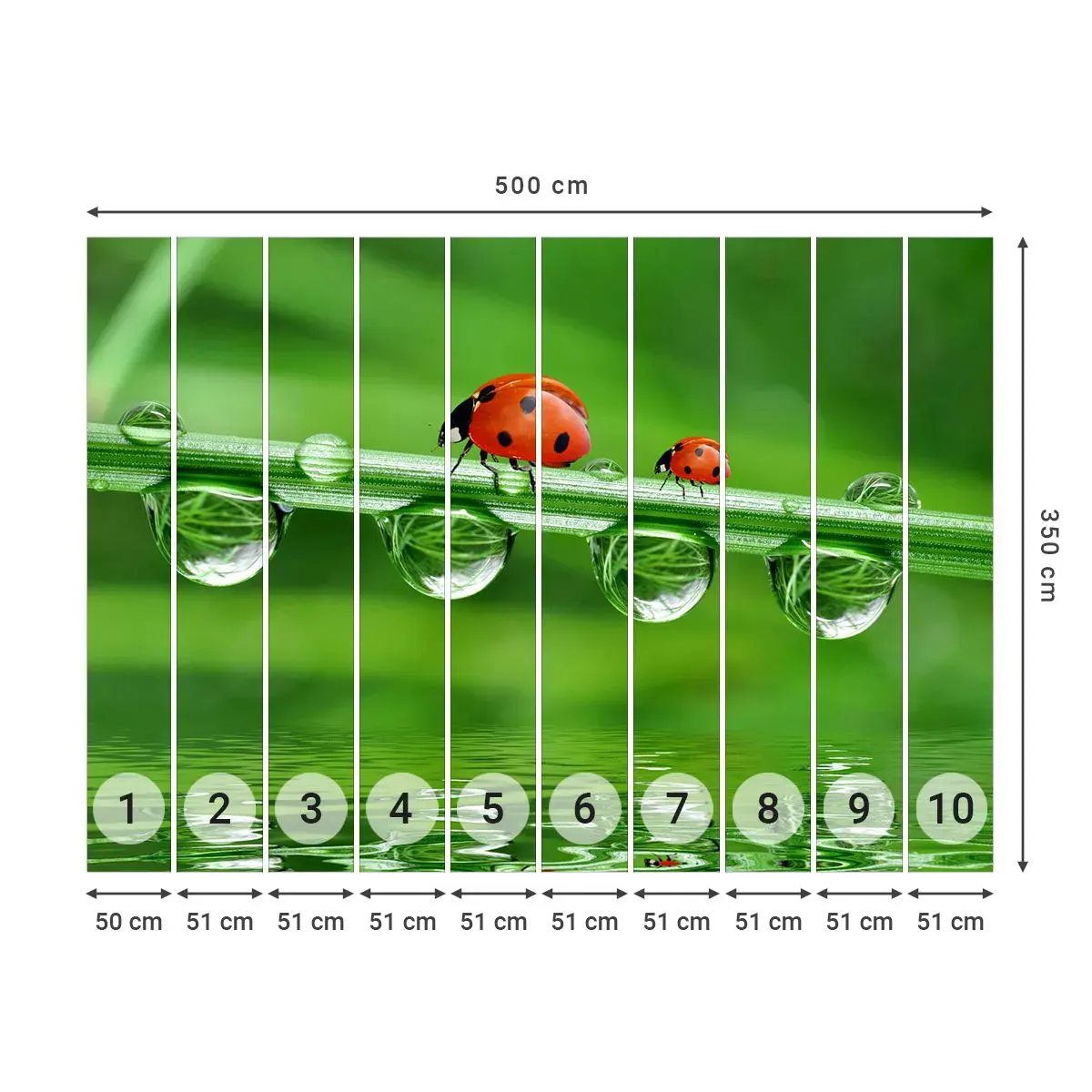 Fototapeta Samolepicí Deluxe Sticker - Na cestách celé léto - Slunéčko sedmitečné, Kapka vody, Příroda - 500x350 cm