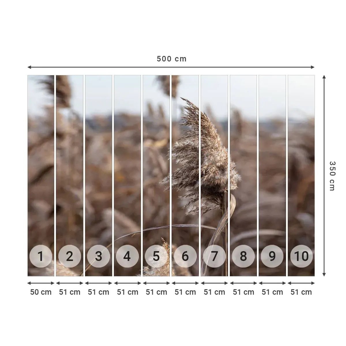 Selbstklebende Fototapete Deluxe Sticker - Zeit, mit dem Wind zu gehen - Wiese, Pampasgras, Natur - 500x350 cm