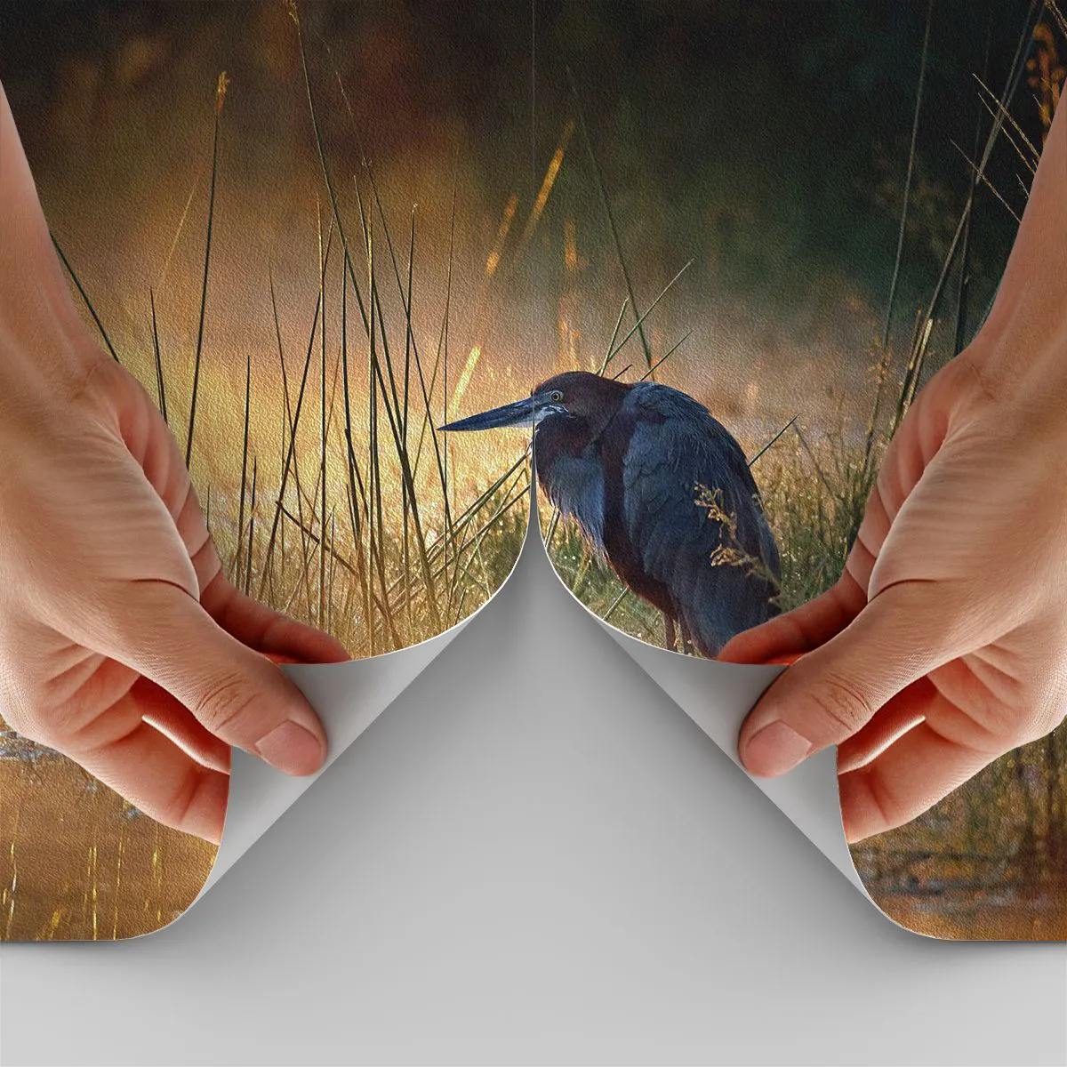 Custom Wallpaper Premium Sand - Stop Taking Pictures - Heron, Bird, Nature