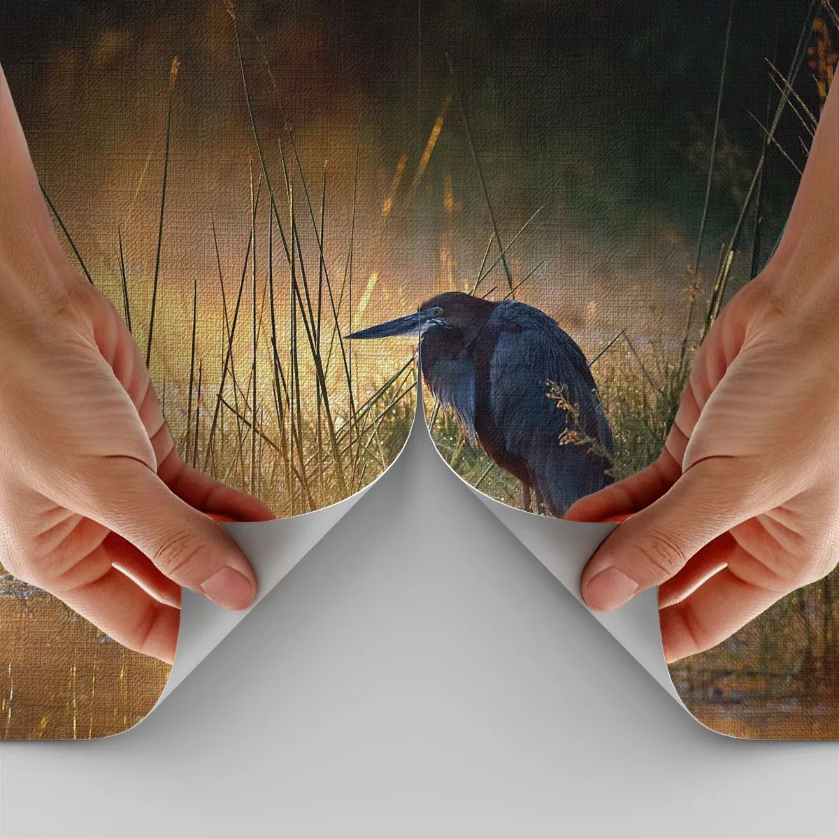 Fototapeta na míru Premium Canvas - Ušetřete mě těch fotek - Volavka, Pták, Příroda