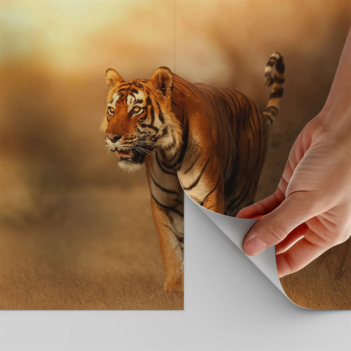 Fototapeta Samoprzylepna Deluxe Sticker - Przed atakiem - Zwierzęta, Tygrys, Afryka - 100x70 cm