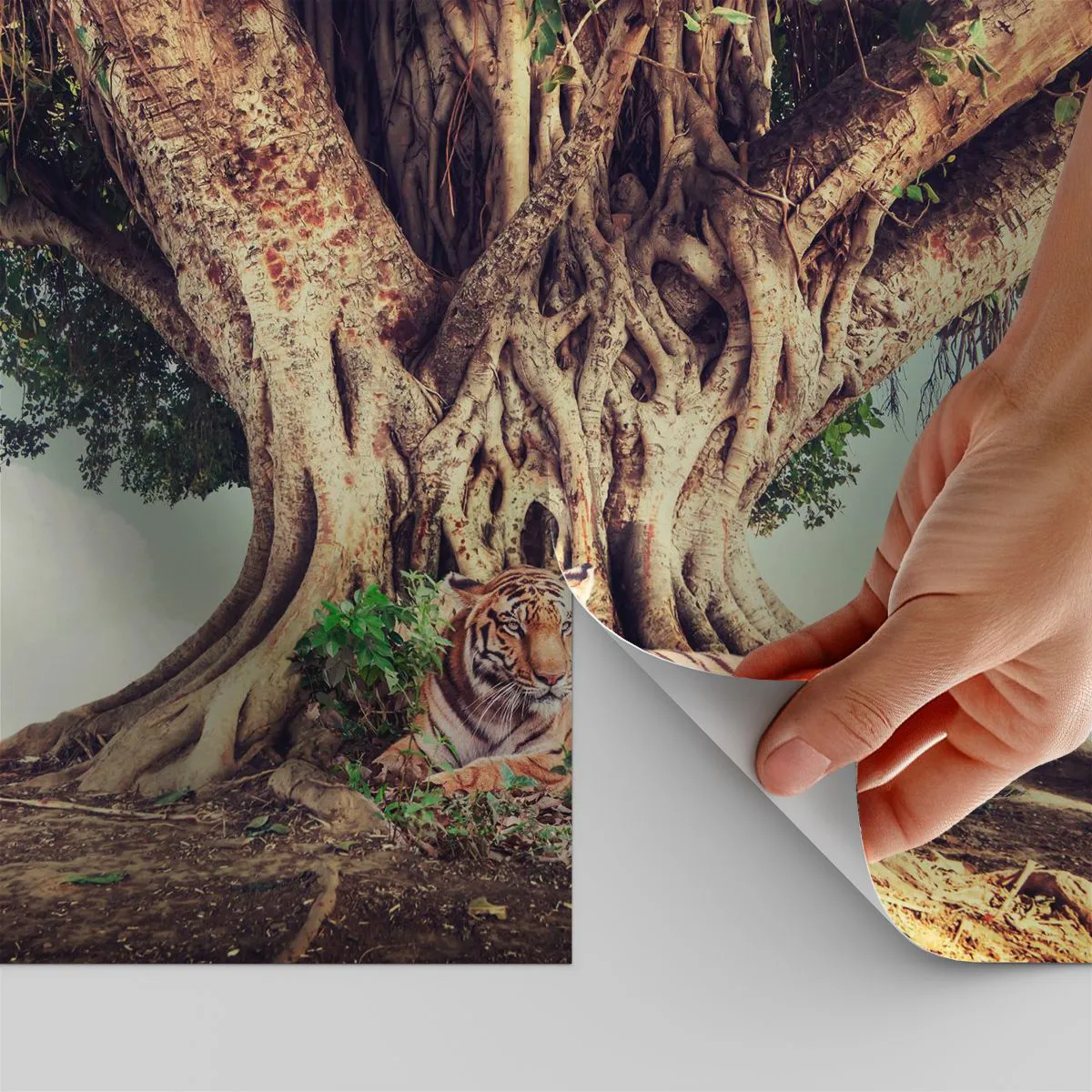 Papier Peint Autocollant Deluxe Sticker - Vue du Livre de la Genèse - tigre du Bengale, Inde, Paysage - 100x70 cm